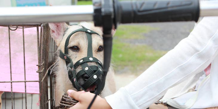 Kennel attendant holding a chain and a dog with mouth guard.