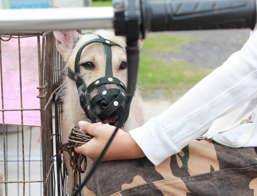 Kennel attendant holding a chain and a dog with mouth guard.