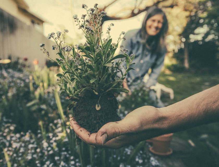 Landscaper planting flowering plant on a front lawn