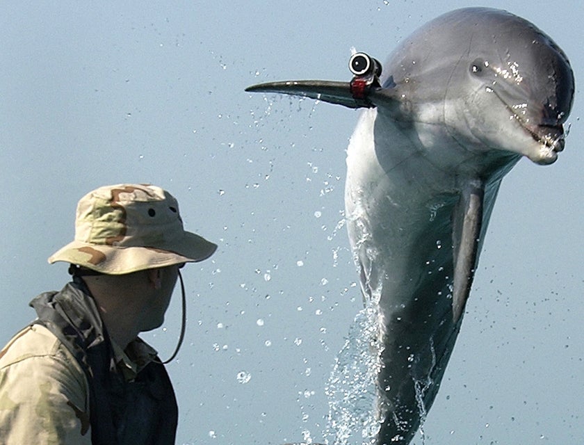 dolphin behind a Marine Biologist