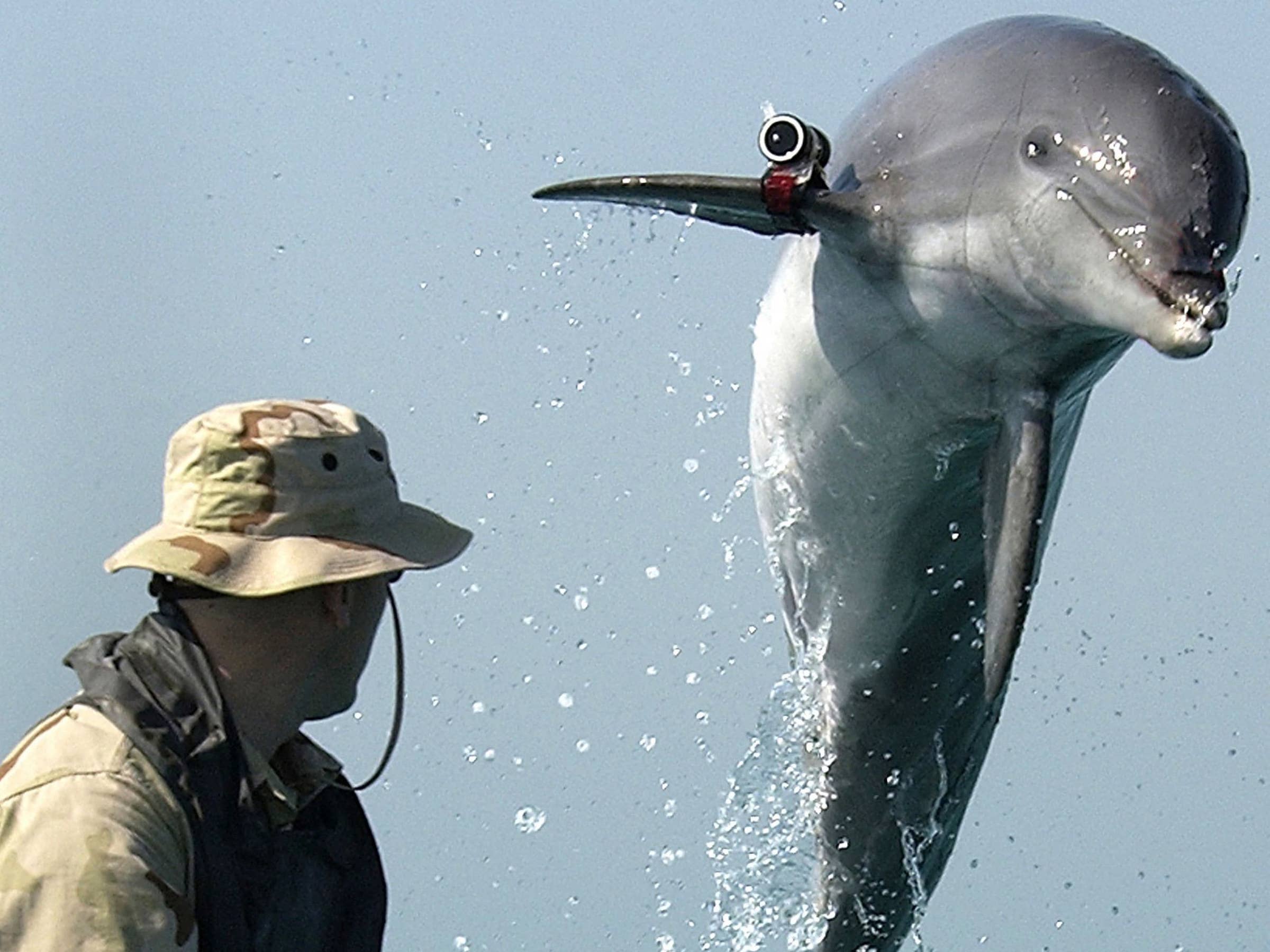 Marine Biologist Job Description