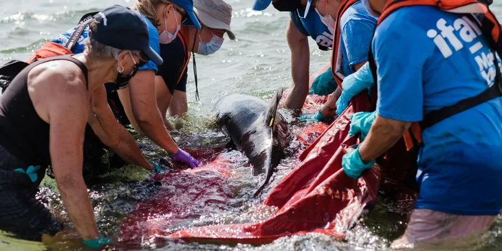 A marine biologist together with volunteers releasing a dolphin back to the ocean.