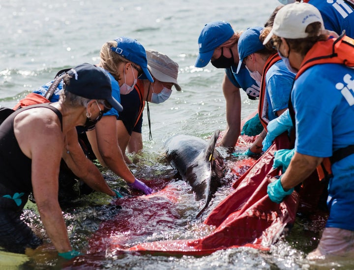 Marine Biologist Job Description