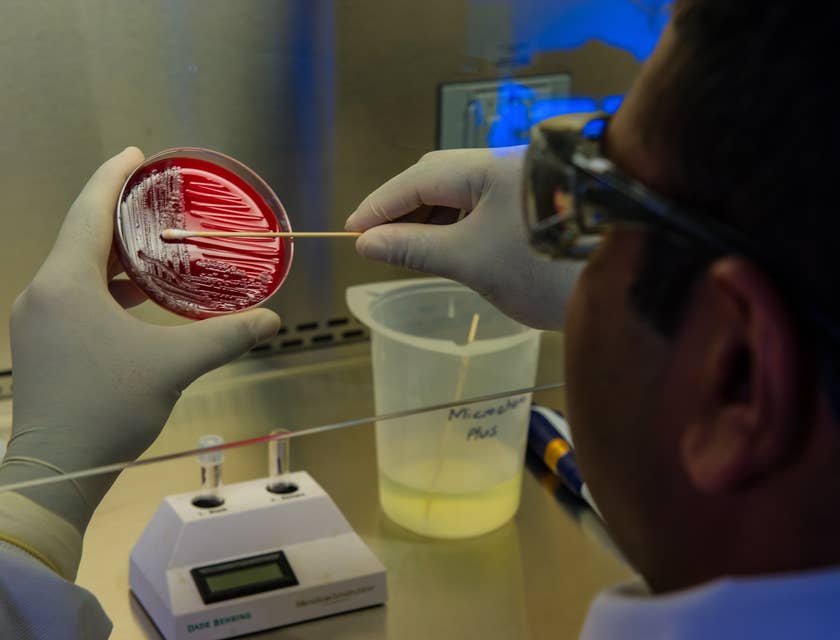 Microbiologist  preparing foodborne bacteria for a DNA fingerprinting test.