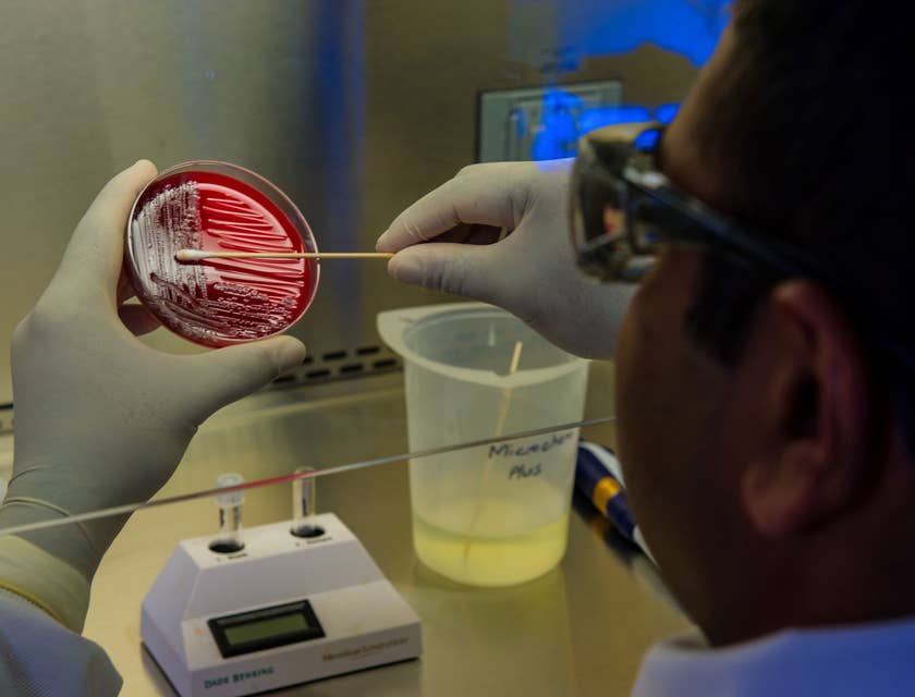 Microbiologist  preparing foodborne bacteria for a DNA fingerprinting test.
