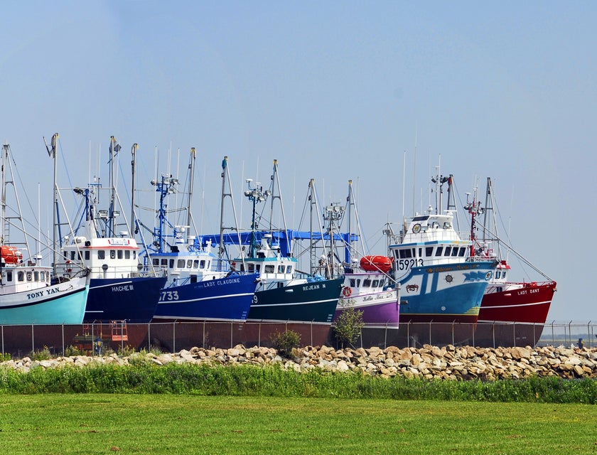 Fishing boats with a green lawn in the foreground in New Brunswick, Canada.