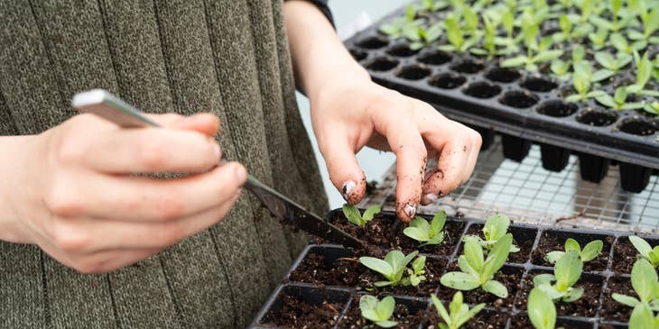 Nursery manager planting a batch of seedlings to use as stock