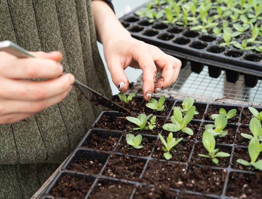 Nursery manager planting a batch of seedlings to use as stock