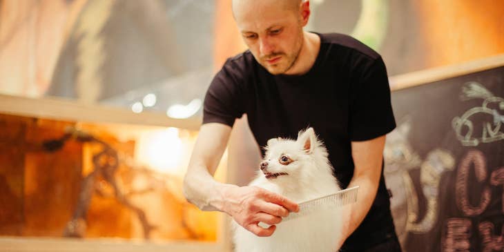 Pet groomer using a pet comb and holding the dog on a platform while brushing its fur