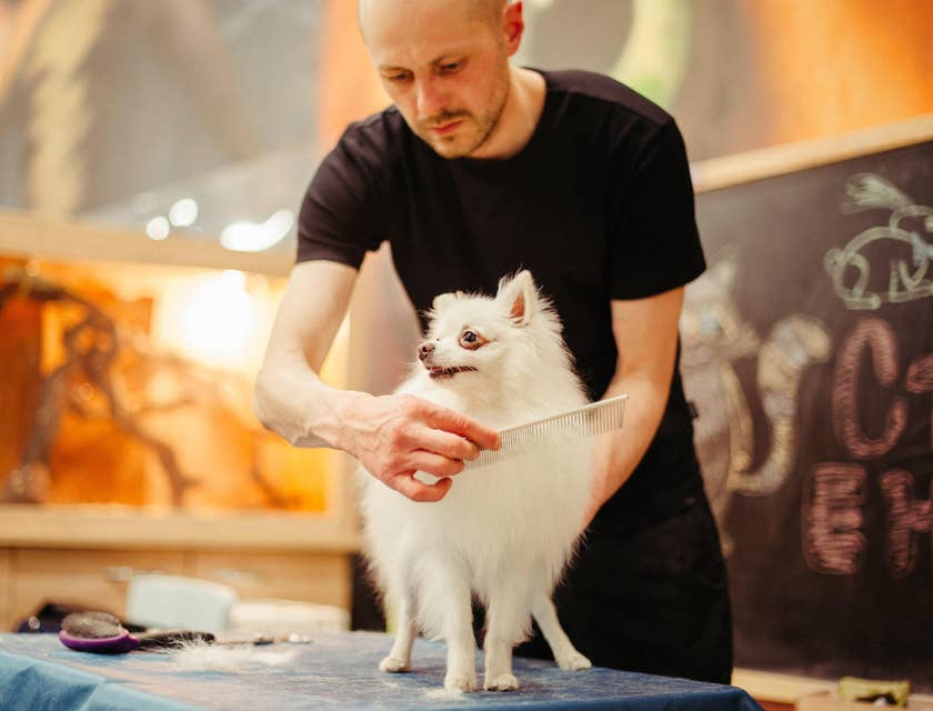 Pet groomer using a pet comb and holding the dog on a platform while brushing its fur