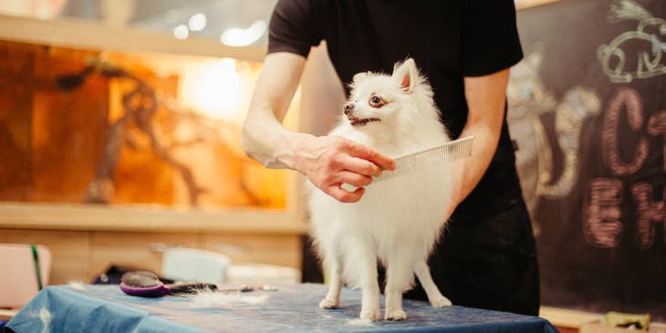 Pet groomer using a pet comb and holding the dog on a platform while brushing its fur