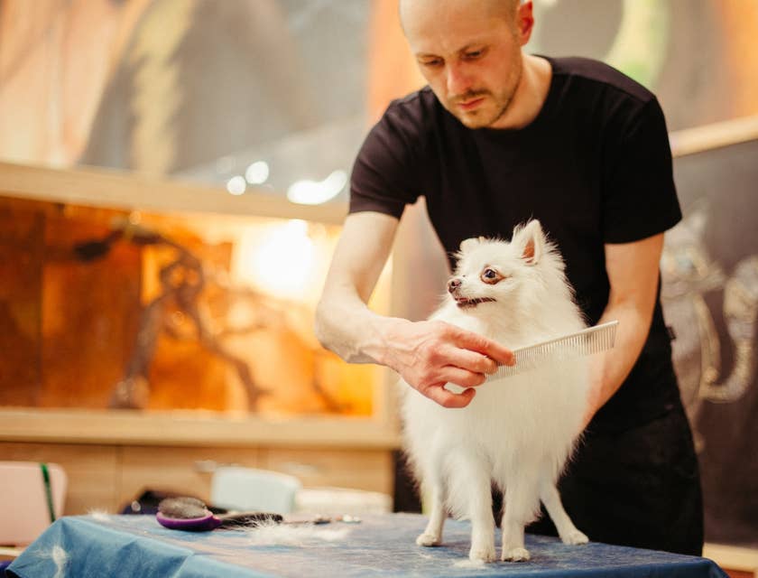 Pet groomer using a pet comb and holding the dog on a platform while brushing its fur