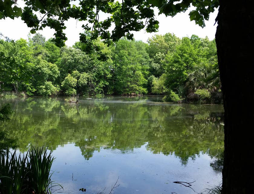 The San Antonio Botanical Gardens with greenery and the lake on display.