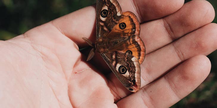 Taxidermist holding a preserved moth to add to his collection
