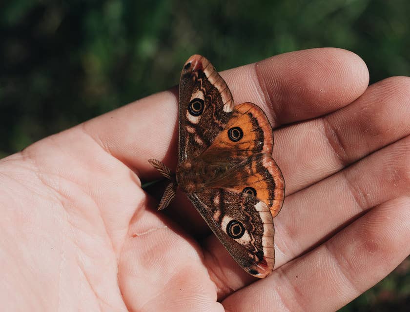 Taxidermist holding a preserved moth to add to his collection