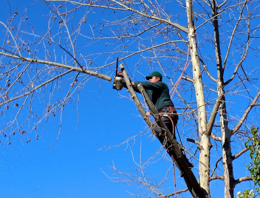 Tree groundsman cutting down some branches