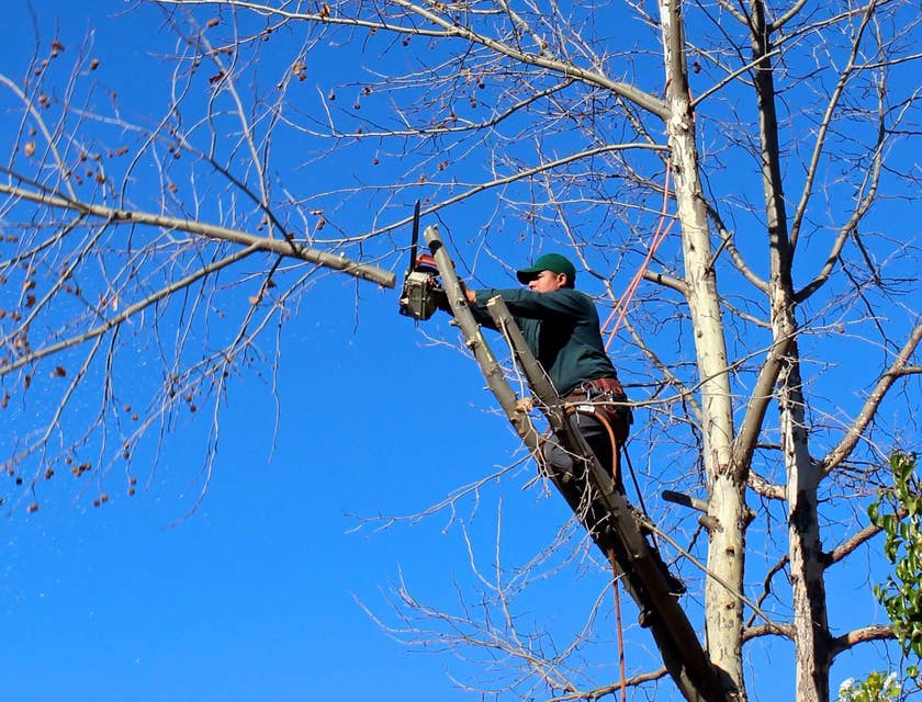 Tree Groundsman cutting down some branches