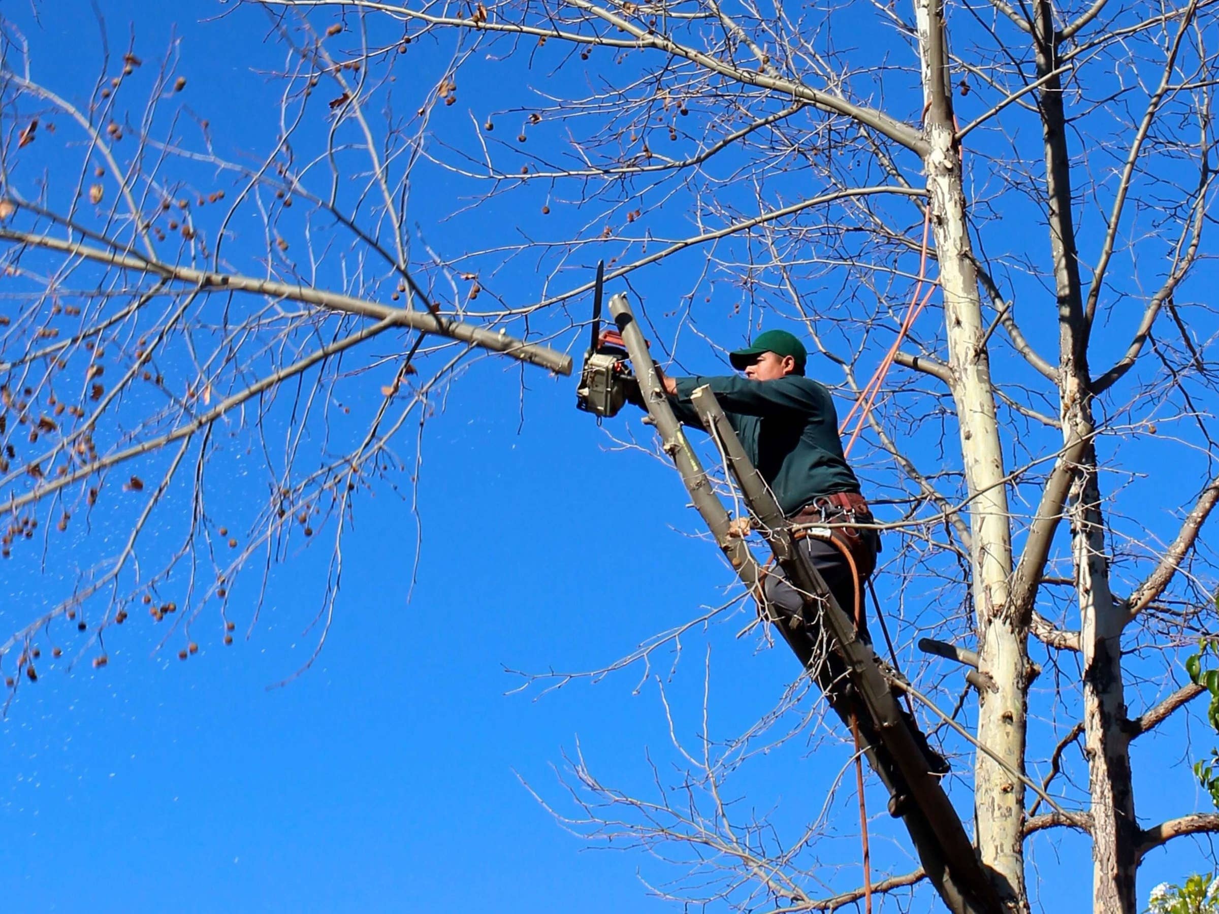 Indiana Strong Tree Service LLC - Home - Facebook