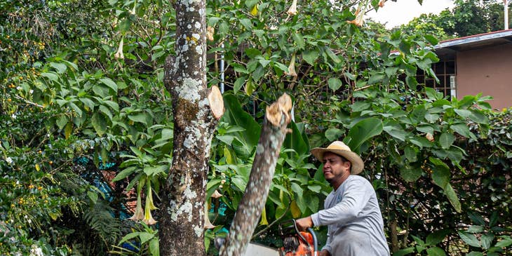 Utility worker trimming some trees