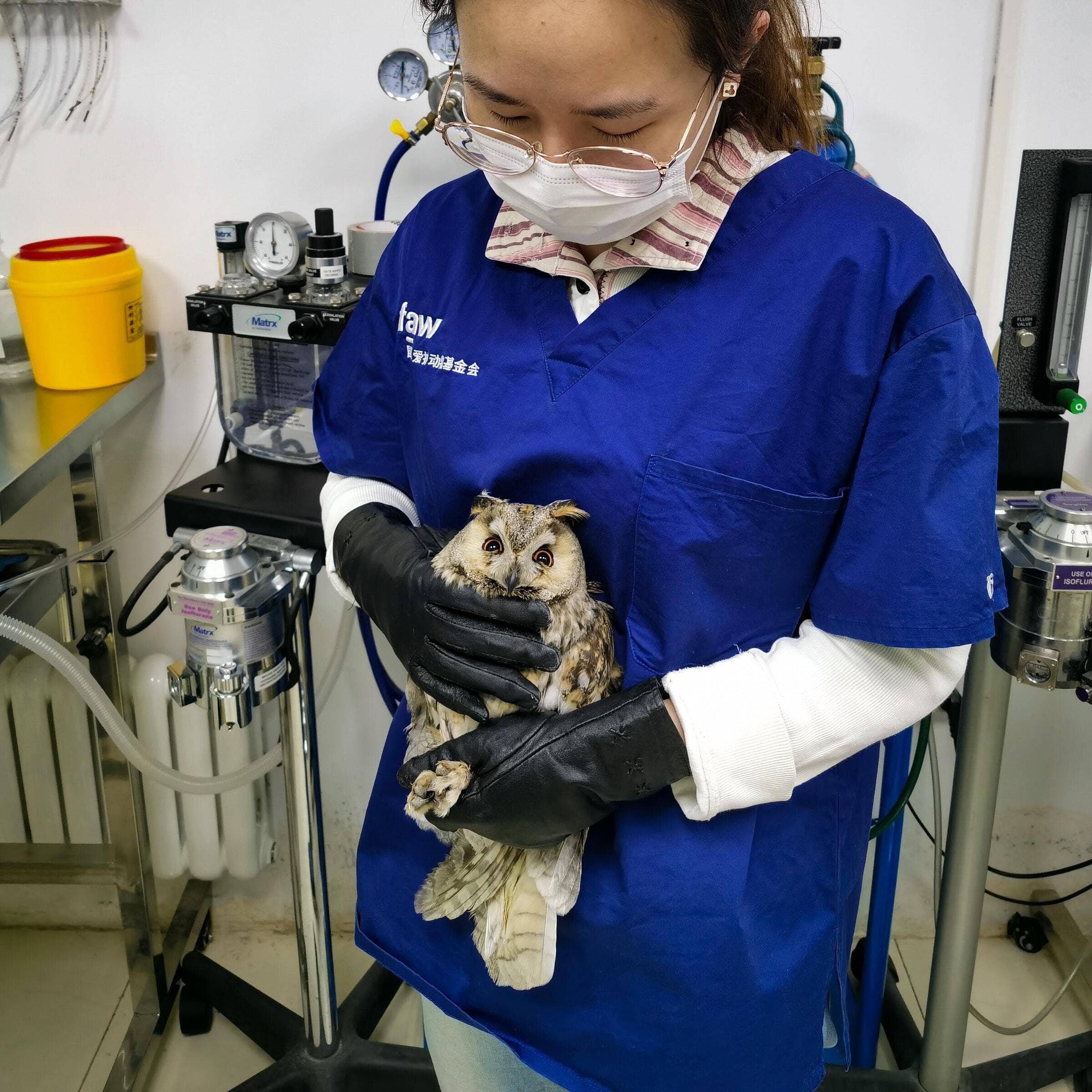 Veterinary Technician Cover Letter Veterinary Technician Cover Letter