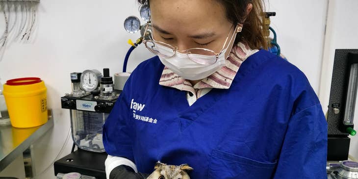 Woman holding a long-eared owl.