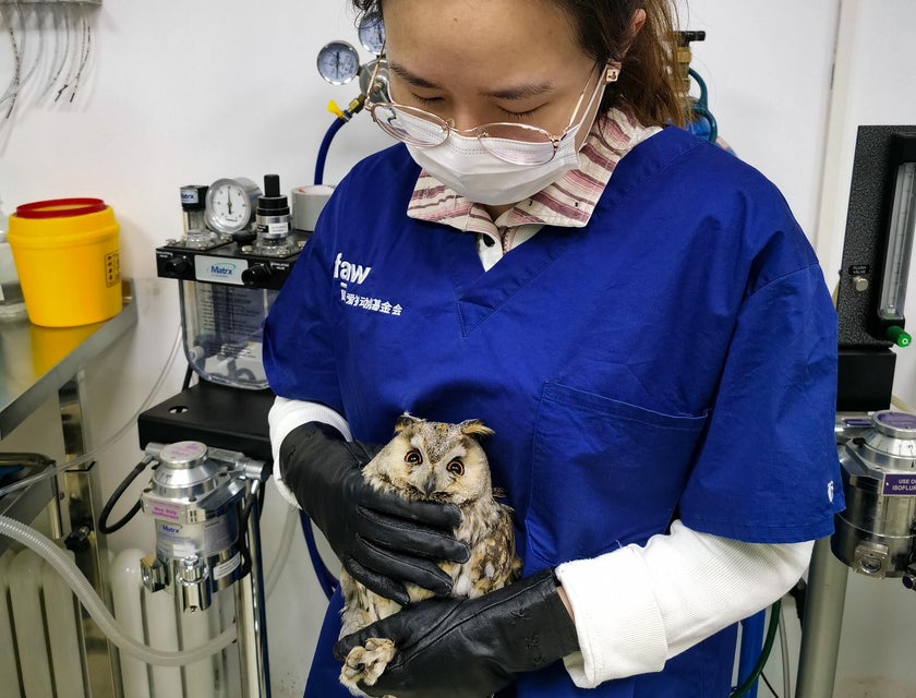 Woman holding a long-eared owl.