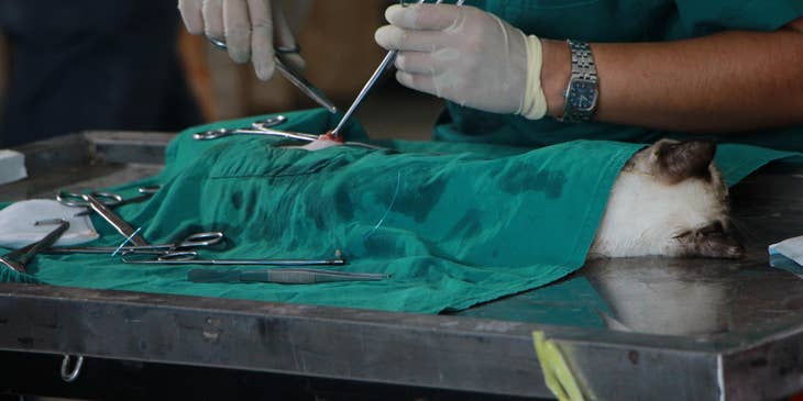 Veterinarian performing suture on a cat lying down on the operating table