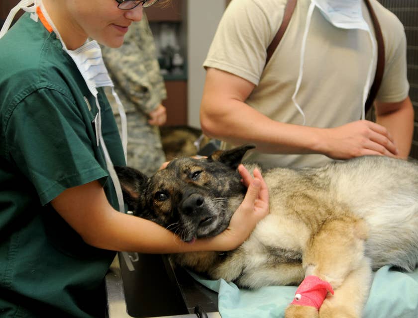 A veterinarian holding a dog.