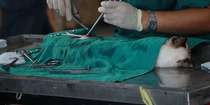 Veterinarian performing suture on a cat lying down on the operating table