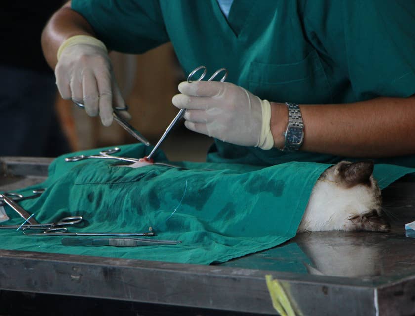Veterinarian performing suture on a cat lying down on the operating table