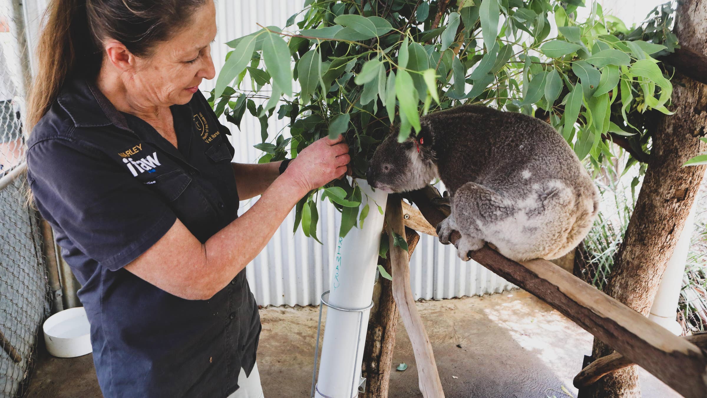 Veterinary Assistant Job Description / 7 Qualities Of A Good Veterinary