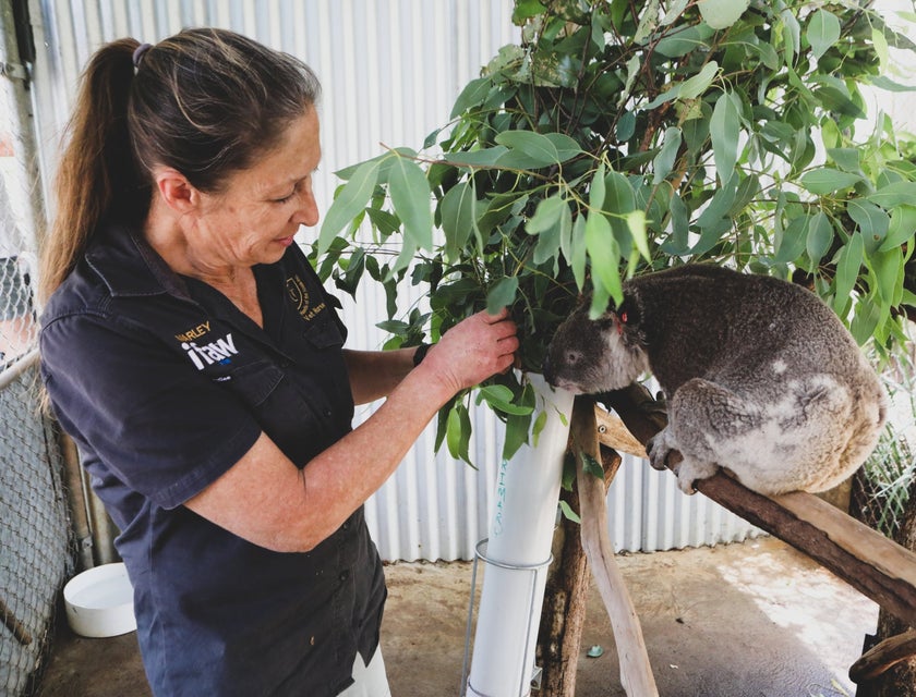 Veterinary Assistant helping to restore the koala's health and reintroducing it to its natural habitat