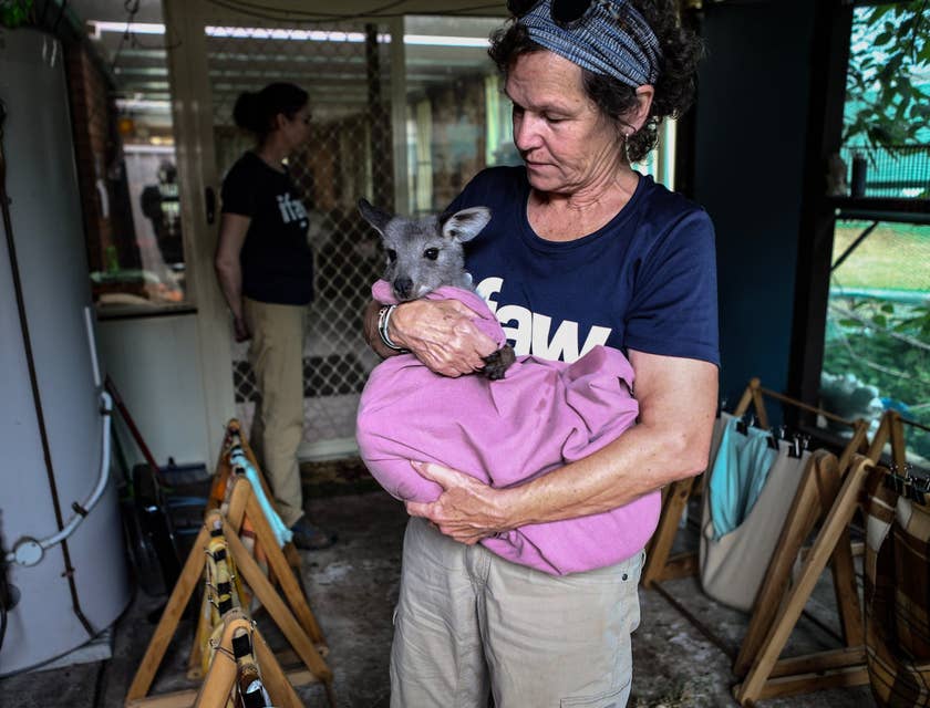 Veterinary Nurse holding a wallaby wrapped in a pink blanket
