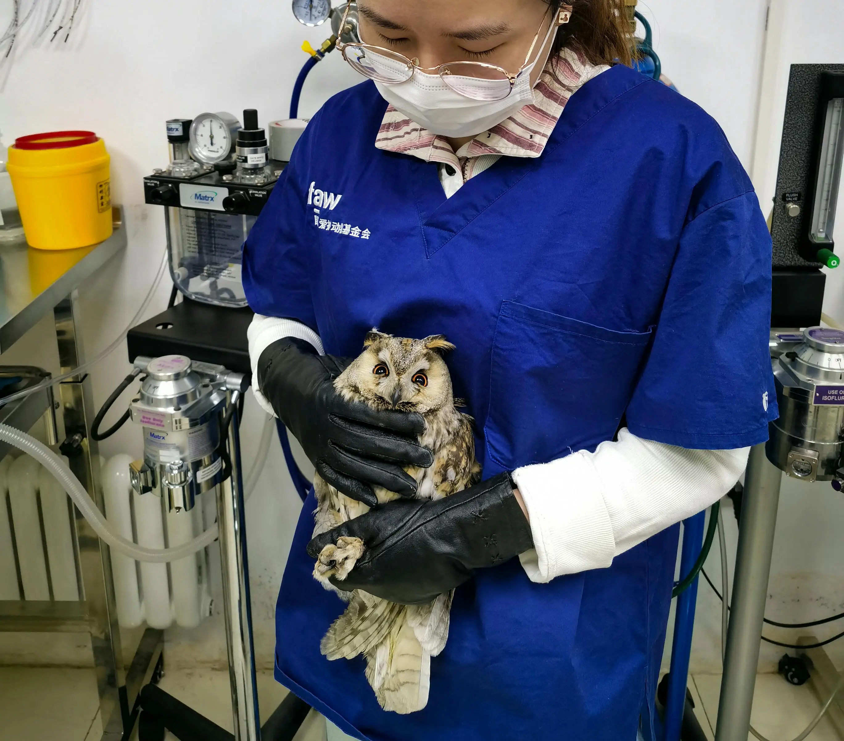 Veterinary Technician Cover Letter