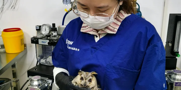 A woman holding a long-eared owl.