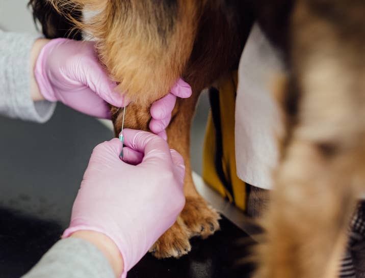 Veterinary Technician Interview Questions