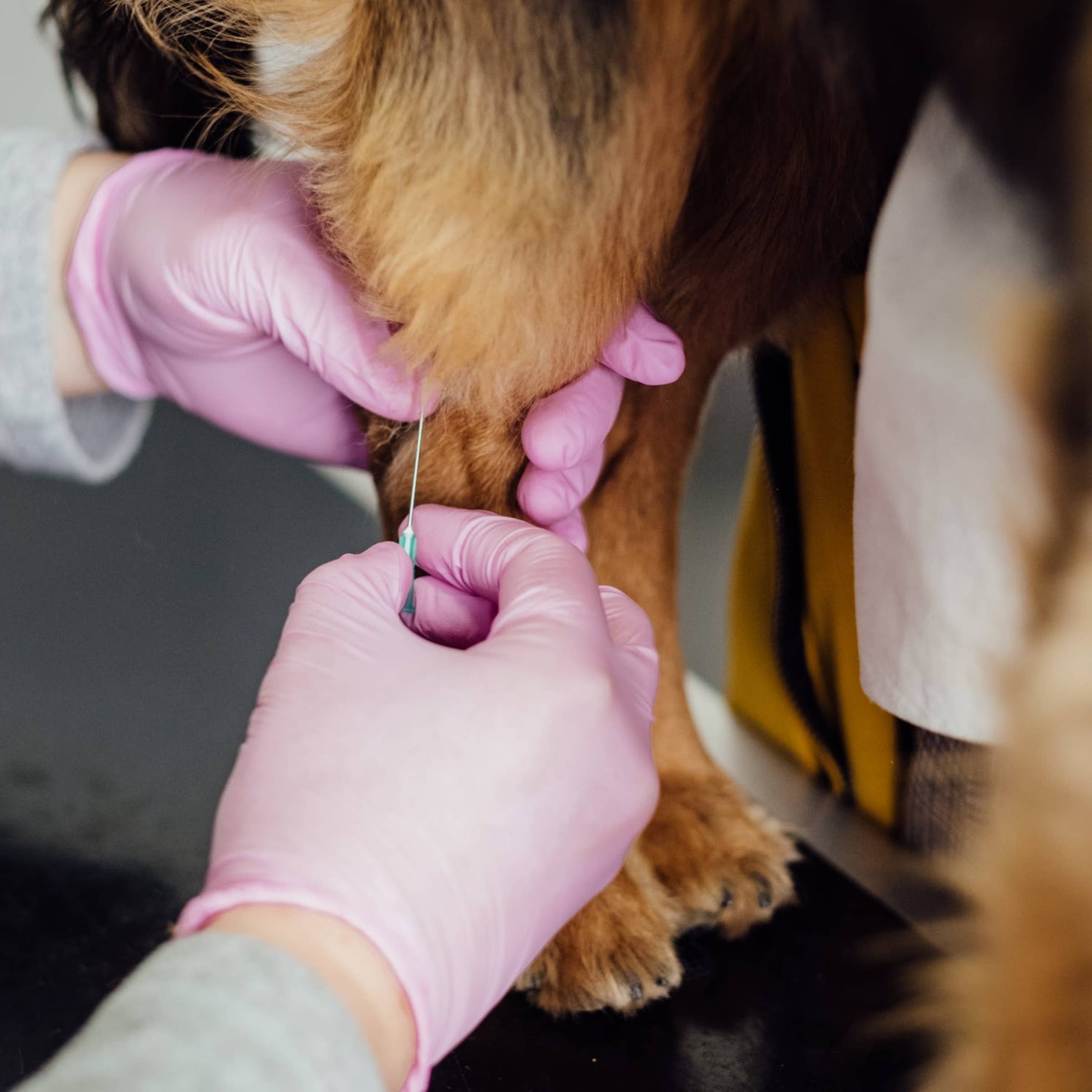 Veterinary Technician Job Description