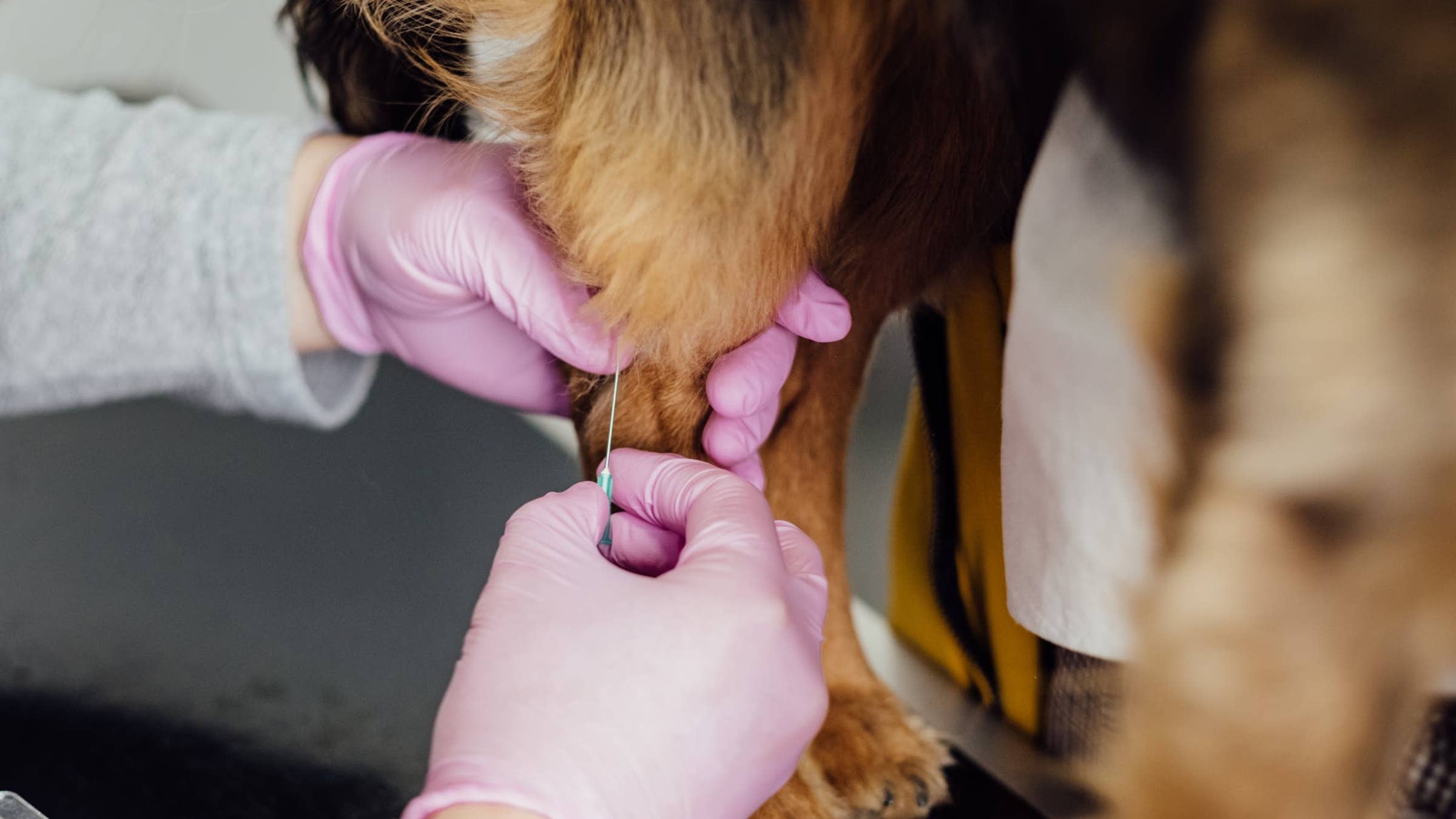Veterinary Technician Job Description