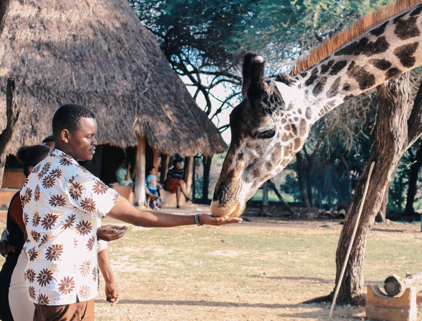 Zookeeper showing how to feed the giraffe properly.