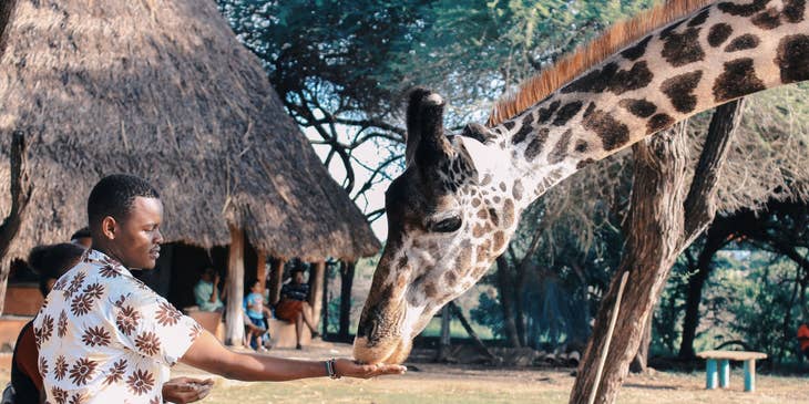 Zookeeper showing how to feed the giraffe properly