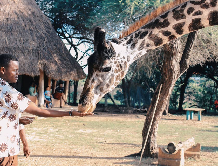 Zookeeper showing how to feed the giraffe properly