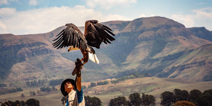 Zoologist holding out an American Eagle to obtain findings about any changes on its behavior