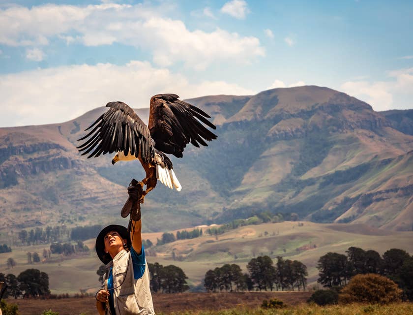 Zoologist holding out an American Eagle to obtain findings about any changes on its behavior