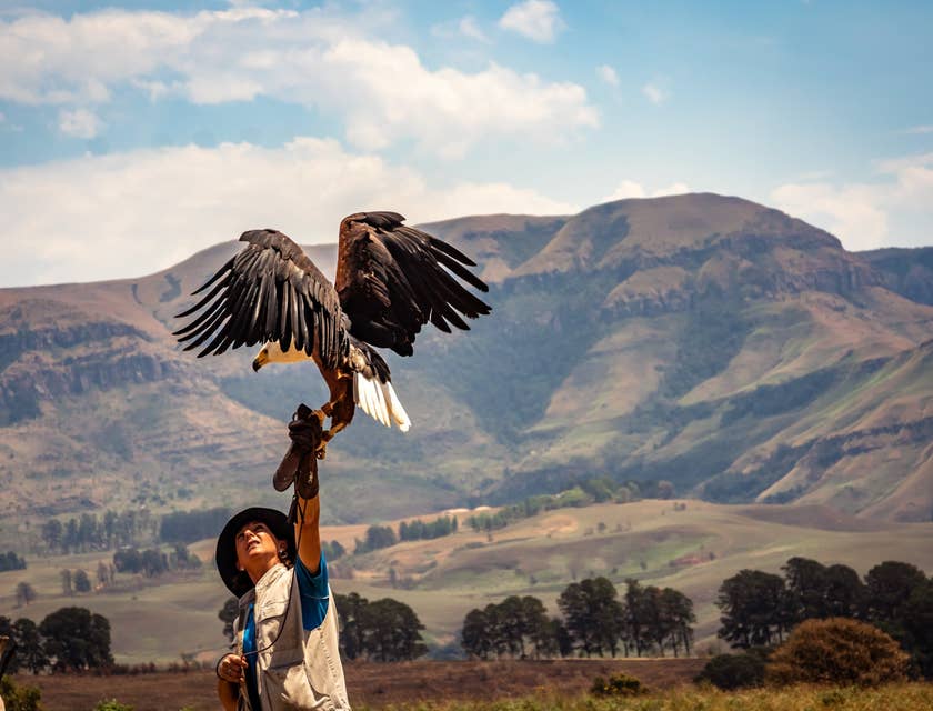 Zoologist holding out an American Eagle to obtain findings about any changes on its behavior